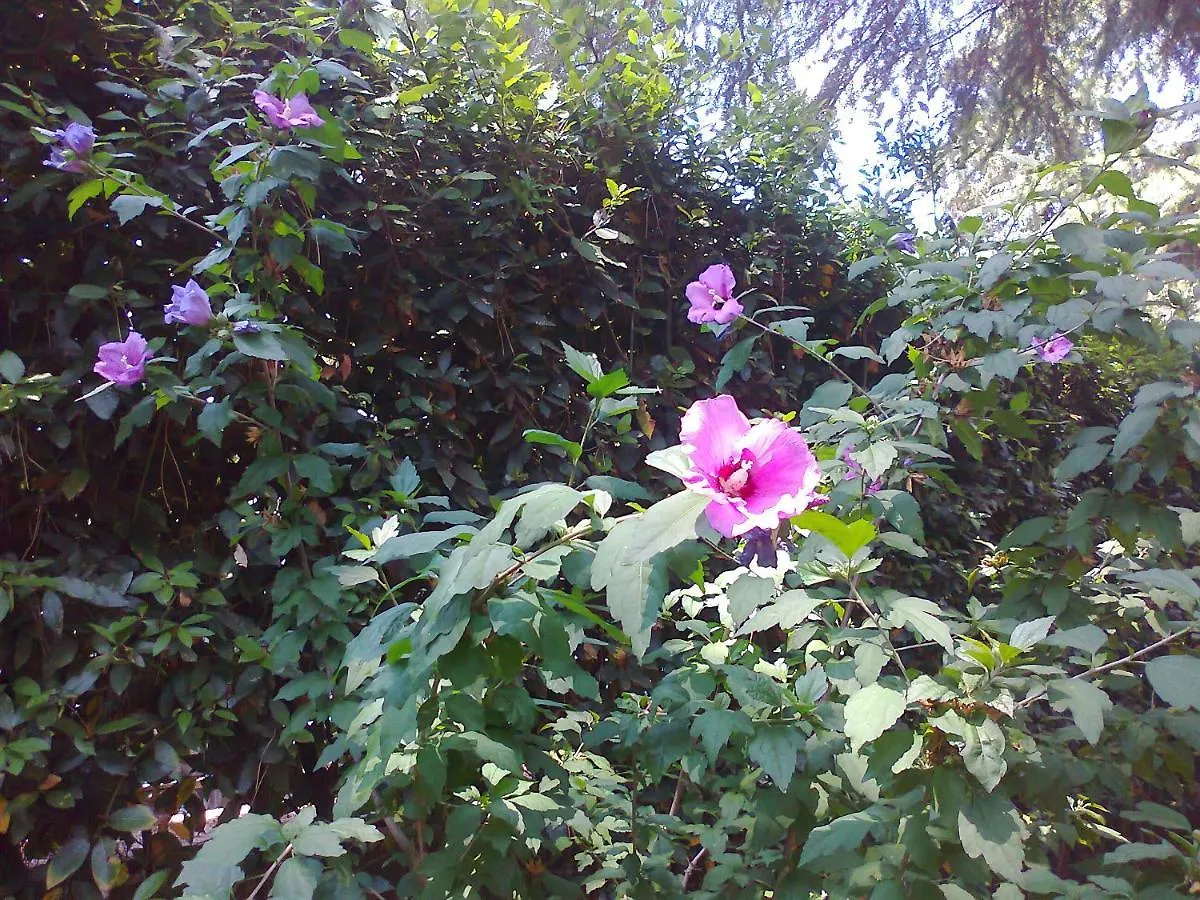 Bed & Breakfast B&B Appia Felis Rome
